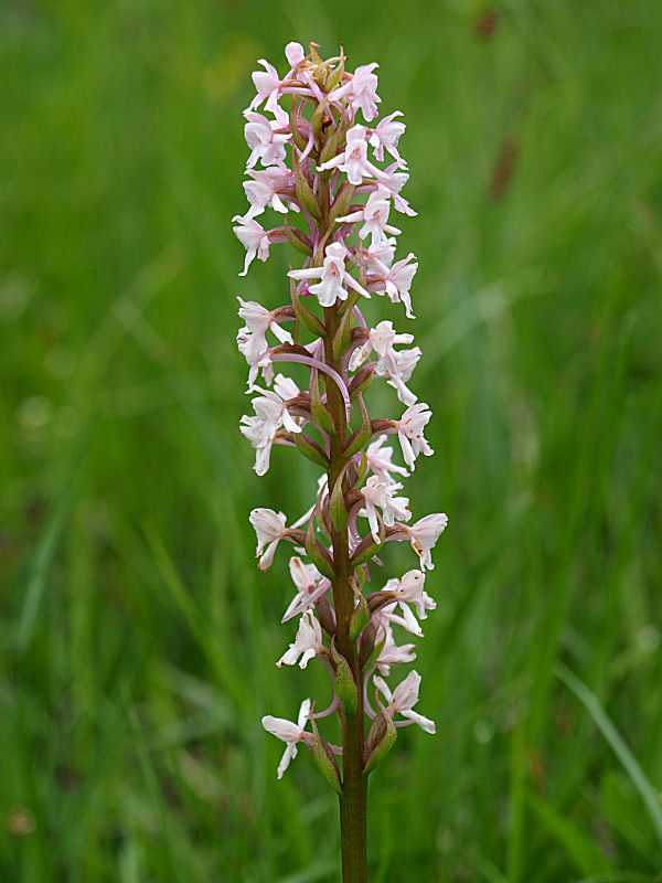 Gymnadenia conopsea apocromatica